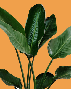 Collection image for: Grote Planten