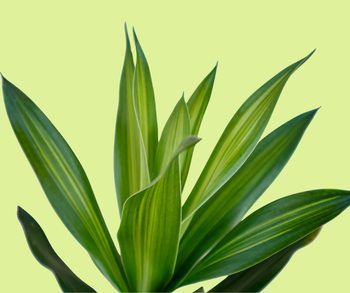 Dracaena