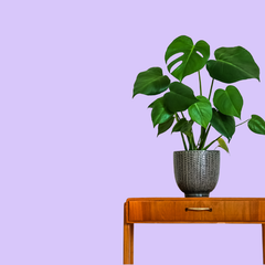 Collection image for: Woonkamer