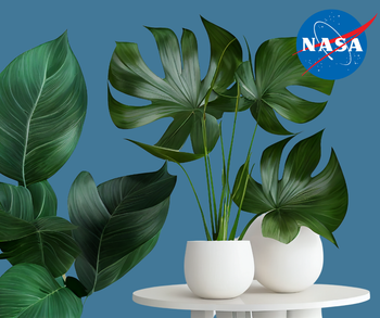 Luchtzuiverende Planten