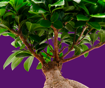Ficus