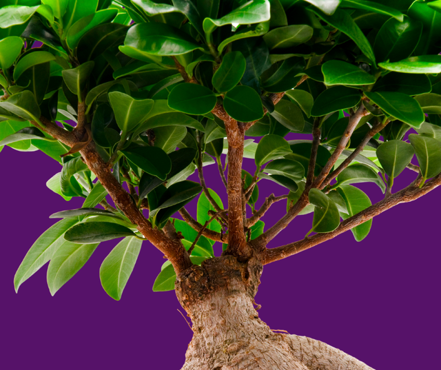 Ficus