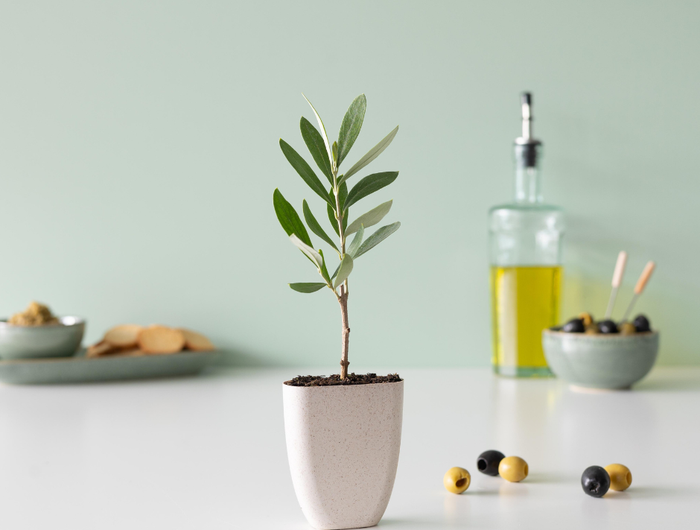 <h2>De Enige Olijfboom Die Door Je Brievenbus Past</h2>