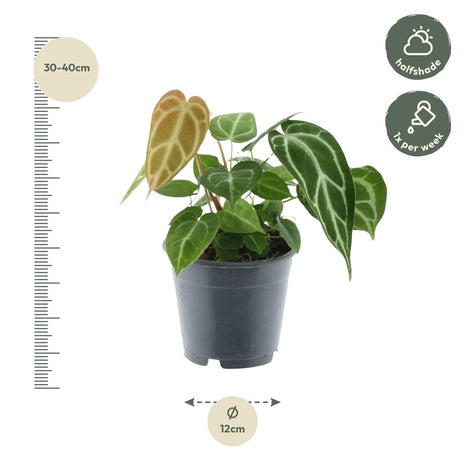 Anthurium Chrystallium - Kamerplant