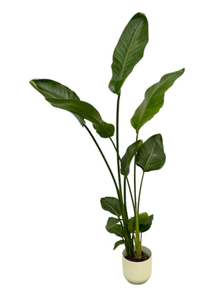 Strelitzia Nicolai inclusief elho Vibes Fold Round wit - 100 cm - Ø18