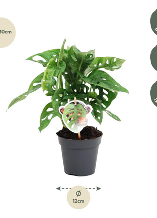 Monstera 25cm - Gatenplant Kamerplant