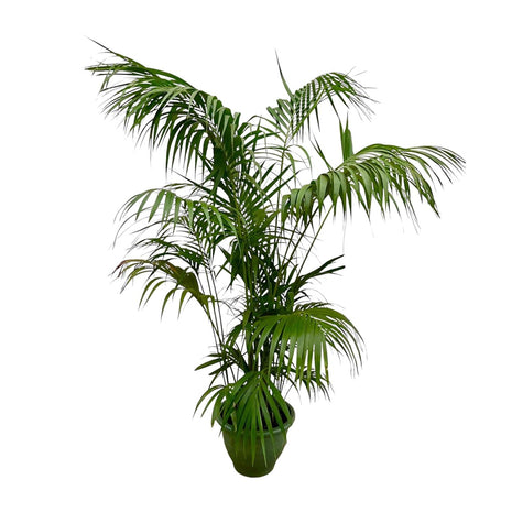Palm 275cm - Tropische Kamerplant