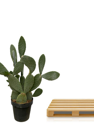 Cactus - Weinig Water & Makkelijk