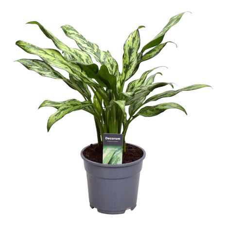 Aglaonema Juliette - Chinese Evergreen - 40cm - Luchtzuiverend - Ø12cm