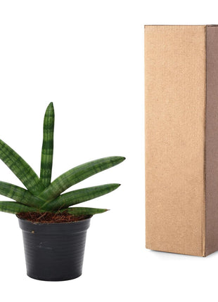 Sansevieria 25cm - Vrouwentong | Luchtzuiverend