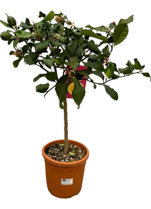 Citrus Lemon - Kamerplant