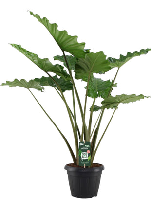 Alocasia Portodora - 140 cm - Ø34cm