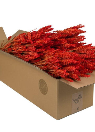 Droogbloemen - Tarwe (Triticum) - Burnt Orange - 4 bosjes - ↕60cm