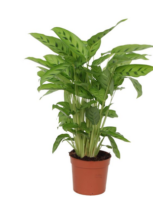 Calathea Leopardina - 35 cm - Ø12cm