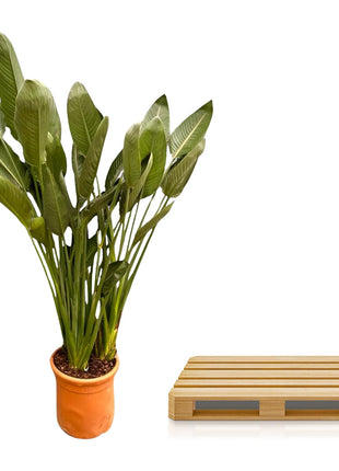Strelitzia Reginae XXL - 200cm - ø50