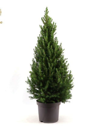 Picea Gl. 'December' - Ø26cm - ↕100cm