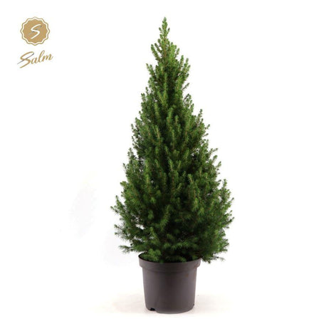 Picea Gl. 'December' - Ø26cm - ↕100cm