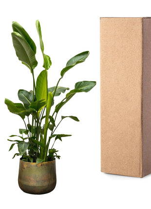 Strelitzia Nicolai de luxe XXL - 250cm - ø40