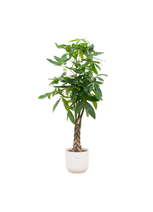 Pachira Aquatica inclusief elho Vibes Fold Round wit - 160cm - Ø30