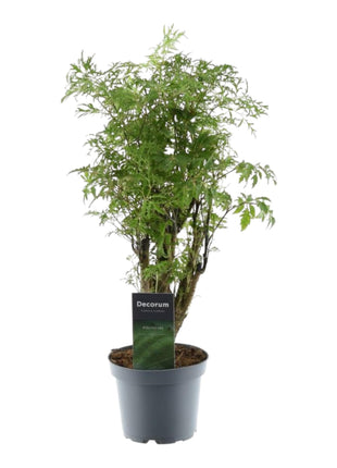 Polyscias Hawaiiana Ming - 45 cm - ø12