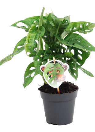 Monstera 25cm - Gatenplant Kamerplant