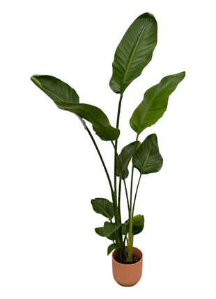 Strelitzia Nicolai inclusief elho Vibes Fold Round roze - 100 cm - Ø18
