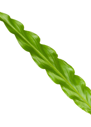 Calathea Bluegrass - 35 cm - Ø12cm