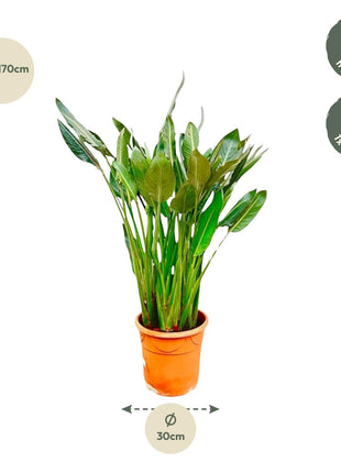 Strelitzia Reginae XL - 160cm - ⌀30