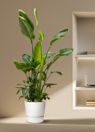 Strelitzia Nicolai de luxe XXL - 250cm - ø40