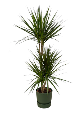 Dracaena 120cm - Luchtzuiverende Kamerplant