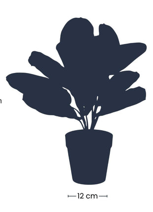 Maranta groen - 30cm - In zwarte pot - Kunstplant