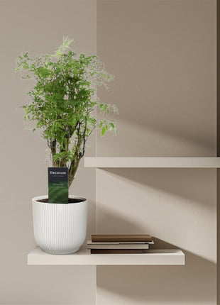 Polyscias Hawaiiana Ming - 45 cm - ø12