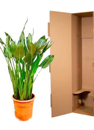 Strelitzia Reginae XL - 160cm - ⌀30