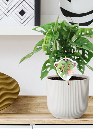 Monstera 25cm - Gatenplant Kamerplant
