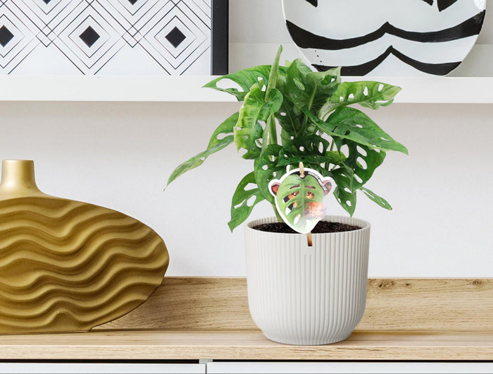 <h2>Plant in de kijker</h2>