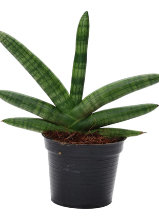 Sansevieria 25cm - Vrouwentong | Luchtzuiverend
