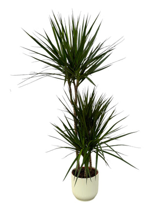 Dracaena 120cm - Luchtzuiverende Kamerplant