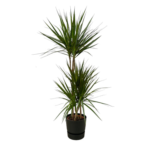 Dracaena 120cm - Luchtzuiverende Kamerplant