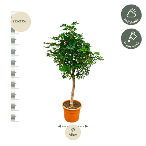 Schefflera on stem - Kamerplant