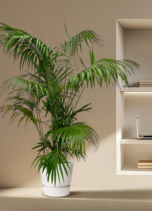 Palm 275cm - Tropische Kamerplant