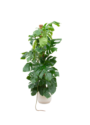 Monstera 150cm - Gatenplant Kamerplant