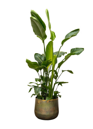 Strelitzia Nicolai de luxe XXL - 250cm - ø40