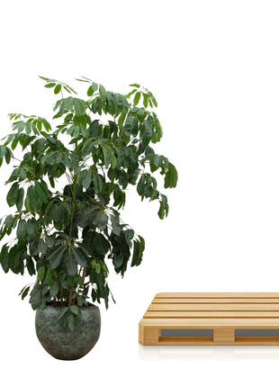 Schefflera Amate XL - 220 cm - ø45