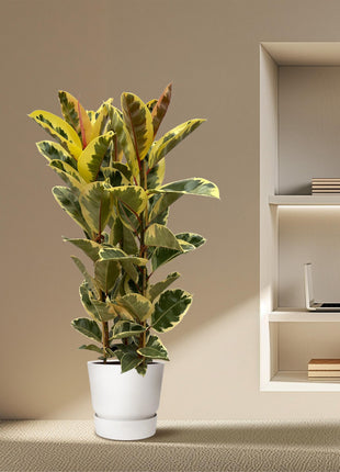 Ficus Elastica Tineke struik - 140 cm - Ø28cm