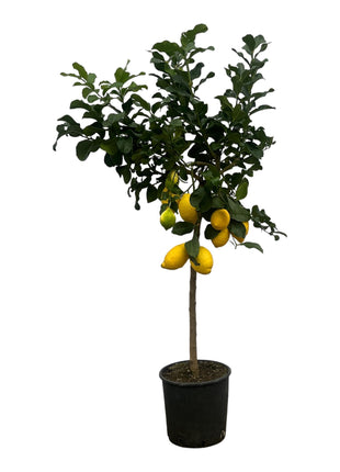 Citrus Lemon - Kamerplant