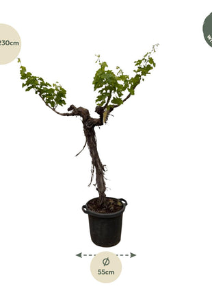 Druivenboom (Vitis Vinifera) stam vertakt - 220cm - ø55