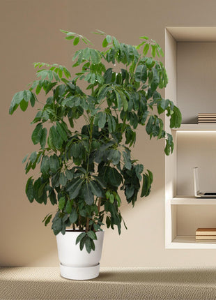 Schefflera Amate XL - 220 cm - ø45