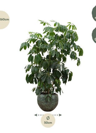 Schefflera Amate XL - 220 cm - ø45