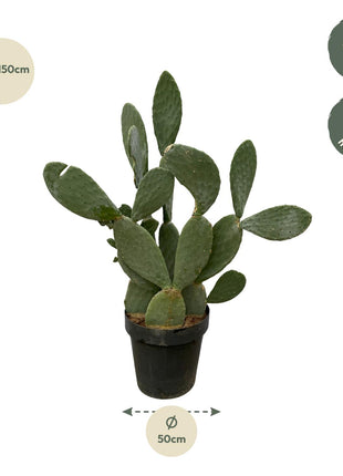 Cactus - Weinig Water & Makkelijk