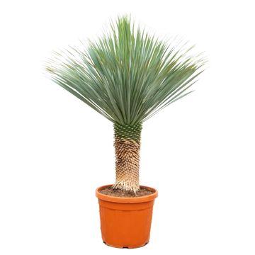 Yucca 90cm - Sterke Kamerplant